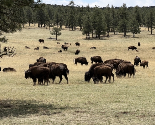 A herd of bison grazing in a wide grassy field with a pine forest in the distance under a partly cloudy sky.